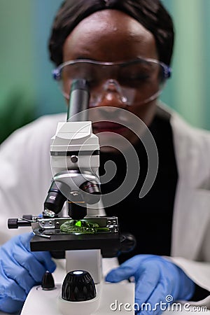 Closeup of african american botanist researcher analyzing green leaf sample Stock Photo