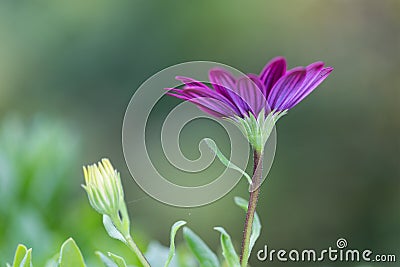 Closeup African Daisy flower (Osteospermum ecklonis) Stock Photo