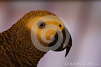 A closeup of an African Grey Parrot who is looking at the camera Stock Photo