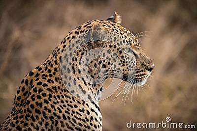 Closeup of African leopard Stock Photo