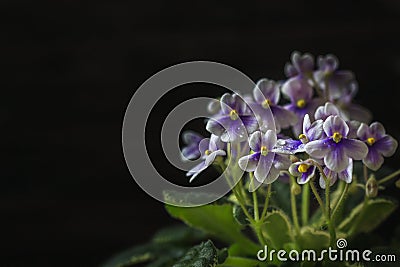 Closeup African Violet or Saintpaulia. Mini Potted plant. A dark background Stock Photo