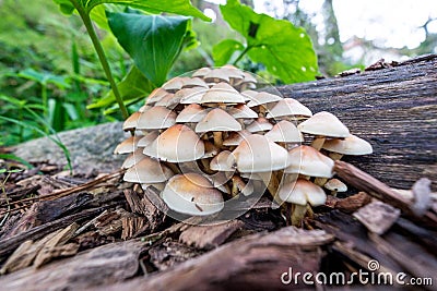 Closeup of Agaricuses on woods surrounded by greenery with a blurry background Stock Photo