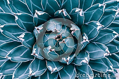Closeup agave cactus leaf textures Stock Photo