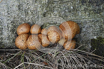 Closeup on an aggregation of emerging redbrown laughing gym or spectacular rustgill mushroom, Gymnopilus junonius Stock Photo