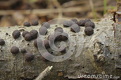 Closeup on an aggregation of round brown Beech Woodwart msuhrooms, Hypoxylon fragiforme, growing on dead wood Stock Photo