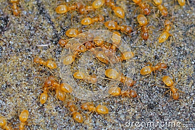 Closeup of an aggregation of yellow meadow ants , Lasius flavus Stock Photo