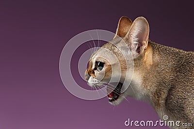 Closeup Aggressive Singapura Cat Hisses Profile view on purple Stock Photo