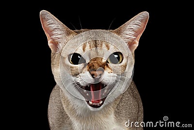 Closeup Aggressive Singapura Cat Hisses on purple Stock Photo