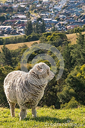 Alert merino sheep grazing on slope above Blenheim, Marlborough, New Zealand Stock Photo