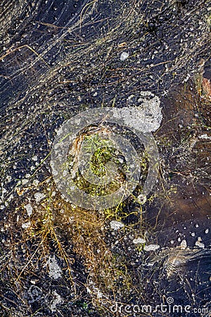 Closeup of an algal bloom of freshwater suffering from severe eutrophication after a long heat period during summer Stock Photo