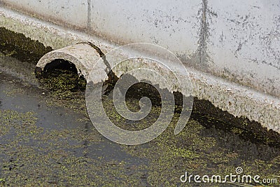 Closeup of an algal bloom in a small body of freshwater suffering from severe eutrophication Stock Photo