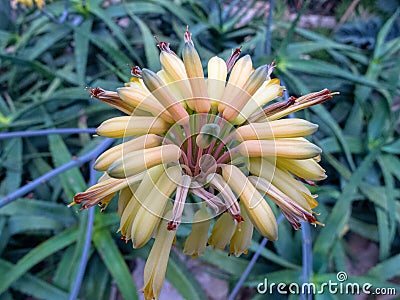 Closeup of aloe camperi flower blooming in a field Stock Photo