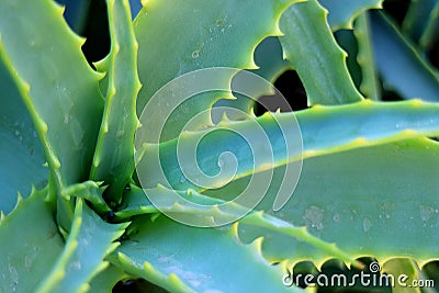 Closeup Aloe Vera Plant in morning Sunlight Stock Photo