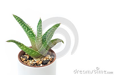 Closeup aloe vera plant in pot on white background Stock Photo