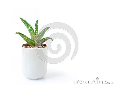 Closeup aloe vera plant in pot on white background Stock Photo