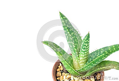 Closeup aloe vera plant in pot on white background Stock Photo