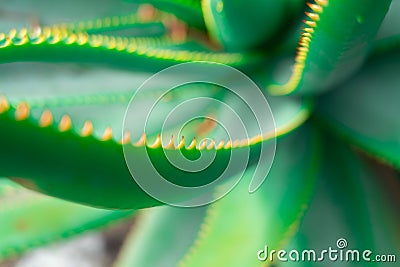 Closeup aloe vera succulent plant with hard spiky edged leaves Stock Photo