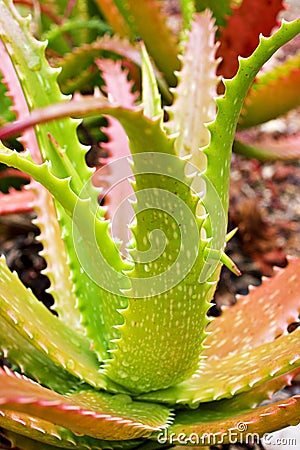 Closeup Aloe vera sunset succulent plant ,Aloe dorothea , ,barbadensis mill ,star cactus ,Aloin ,Jafferabad Vera Barbados , Stock Photo