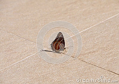 Closeup Alone Butterfly lies on Ground Stock Photo