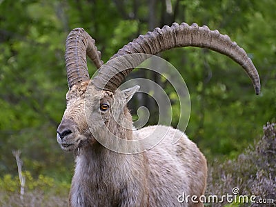 Closeup Alpine ibex Stock Photo