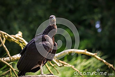 Closeup of a American black vulture Coragyps atratus perched on Stock Photo