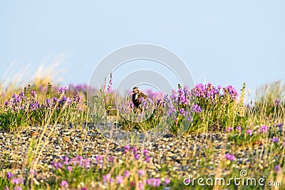 Closeup of an American Golden plover in a field full of flowers, Alaska Stock Photo