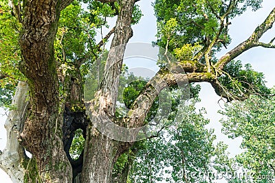 Ancient tree closeup Stock Photo