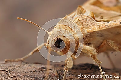 Closeup of the Angle shades moth, Phlogophora meticulosa Stock Photo