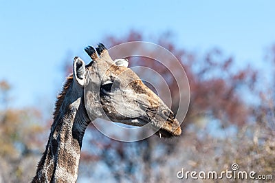 Closeup of an Angolan Giraffe hiding in the Bushes Stock Photo