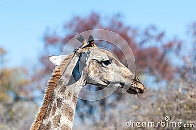 Closeup of an Angolan Giraffe hiding in the Bushes Stock Photo