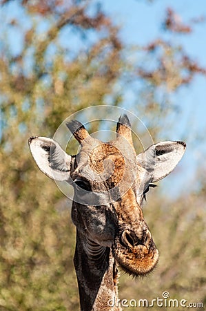 Closeup of an Angolan Giraffe hiding in the Bushes Stock Photo