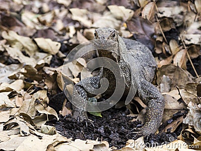 Closeup of angry-looking Komodo dragon rooting in dirt and dry leaves Stock Photo