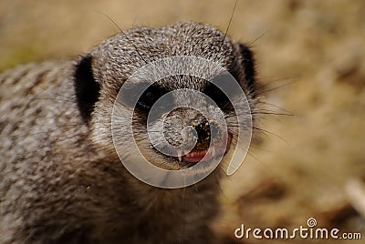 Closeup of an angry Meerkat with its teeth bared. Stock Photo