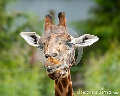 Closeup of an annoyed northern giraffe face, Giraffa camelopardalis against a blurred background Stock Photo