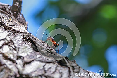 Ant on tree trunk Stock Photo