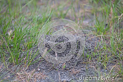 Closeup anthill in a grass Stock Photo
