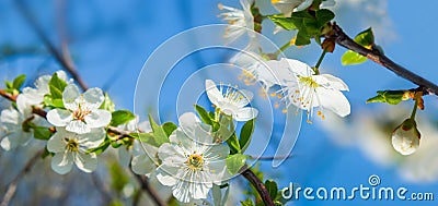 closeup apple tree branch in blosson Stock Photo