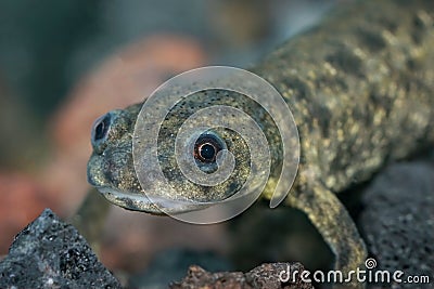 Closeup on an aquatic juvenile Spanish ribbed newt, Pleurodeles waltl Stock Photo