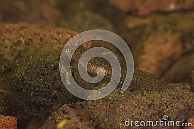 Closeup on an aquatic larvae of the European Carpathian newt, Lissotriton montandoni Stock Photo