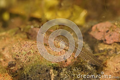 Closeup on an aquatic larvae of the European Carpathian newt, Lissotriton montandoni Stock Photo