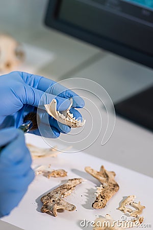 Closeup of archaeologist working in natural research lab. Laboratory assistant cleaning animal bones. Close-up of hands Stock Photo