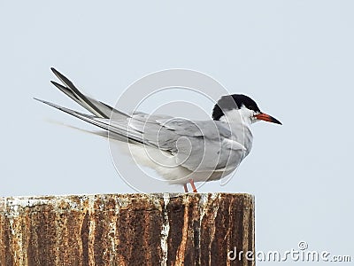 Closeup of an Arctic Tern Perched atop a Pillar Editorial Stock Photo