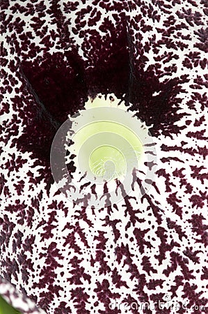 Closeup of a Aristolochia flower Stock Photo