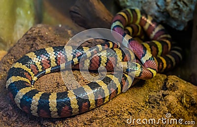 Closeup of a Arizona mountain king snake, Vivid colored tropical serpent from America, Popular reptile pet in herpetoculture Stock Photo