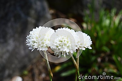 Armeria pseudarmeria with ball-shaped white flowers Stock Photo