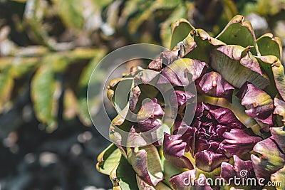 Closeup of an artichoke growing in a vegatable garden in the Netherlands with bookeh Stock Photo