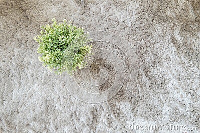 Closeup artificial plant in pot for decorate on gray carpet textured background in top view Stock Photo