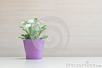 Closeup artificial plant with white flower on purple pot on blurred wooden desk and wall textured background in the meeting room Stock Photo