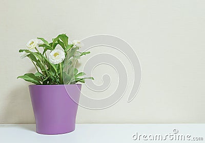 Closeup artificial plant with white flower on purple pot on blurred wooden white desk and wall textured background in room with co Stock Photo