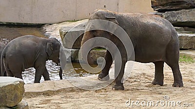 Closeup of an Asian Elephant with a Calf, Beautiful Portrait of a  Endangered Animal Specie from Asia Stock Footage - Video of calf, indian:  161412520